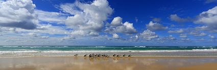 Pelicans - Orchid Beach - Fraser Island - QLD (PB5D 00 U3A1118)